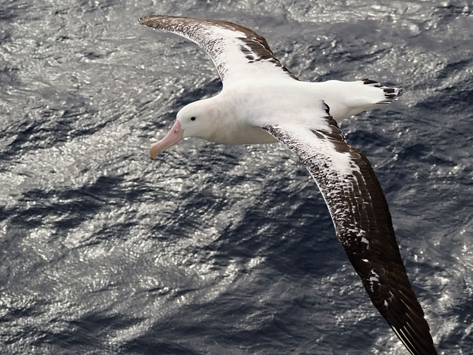 Albatross coming in for a look