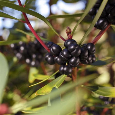 Tasmanian Pepperberry
